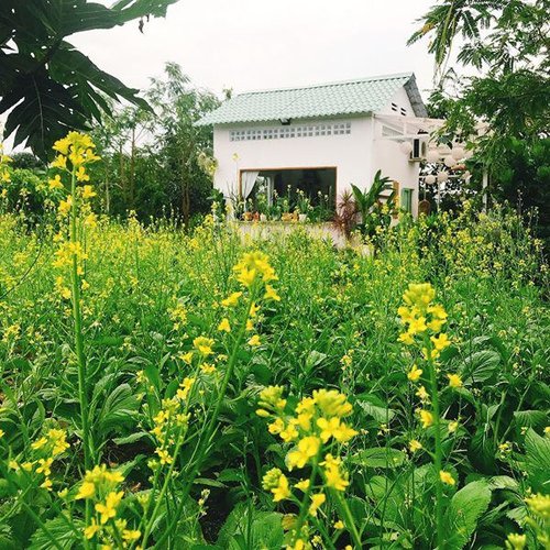 8x Tiền Giang amp;#34;biếnamp;#34; nhà hoang thành nhà vườn đẹp như cổ tích chỉ với hơn 100 triệu đồng - 10 - kythuatcanhtac.com