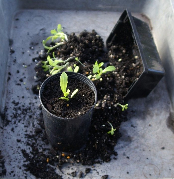 Học cách trồng rau xà lách ngày cận Tết - kythuatcanhtac.com