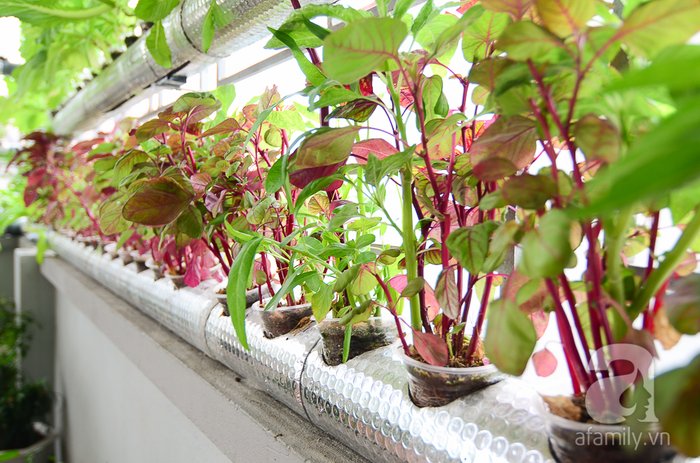 Tuyệt chiêu trồng rau thủy canh tại nhà - kythuatcanhtac.com