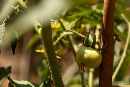 Cách trồng cà chua sạch tại nhà - kythuatcanhtac.com