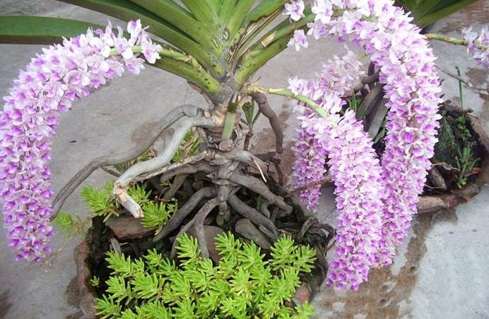 Hoa lan đuôi chuồn - Nguồn gốc, đặc điểm, cách trồng và chăm sóc hoa lan đuôi chuồn 17 - kythuatcanhtac.com