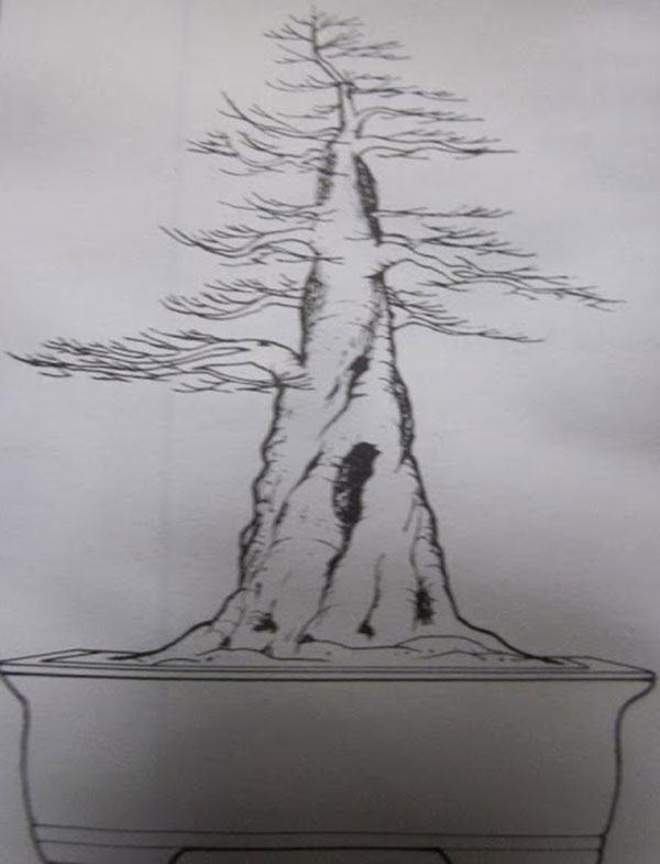 cay-bonsai-dang-truc-2a - kythuatcanhtac.com