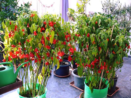 Cách trồng cây ớt chuông hoa hồng - kythuatcanhtac.com