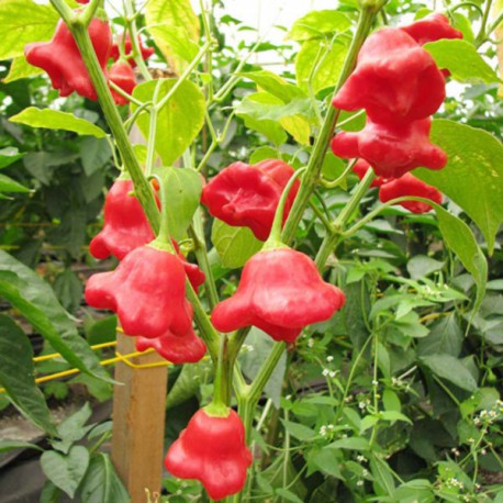Cách trồng cây ớt chuông hoa hồng - kythuatcanhtac.com