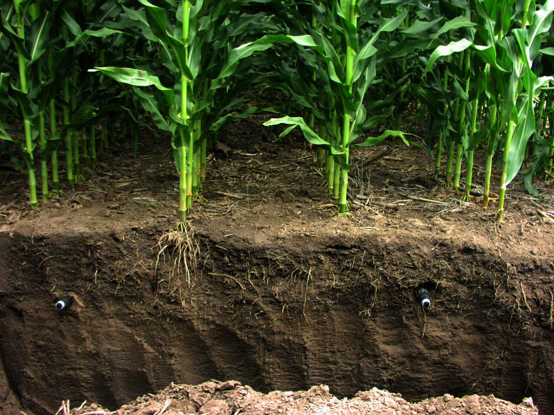 Nước ngầm nhỏ giọt (SDI) áp dụng nước dưới bề mặt đất, trực tiếp đến vùng gốc của cây trồng. - kythuatcanhtac.com