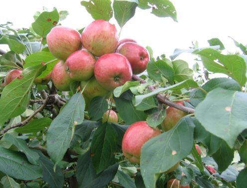 Cây táo tàu (cây hồng táo) – Cây ăn quả độc đáo có nhiều giá trị kinh tế 7 - kythuatcanhtac.com