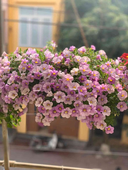 Ngẩn ngơ ngắm ngôi nhà phủ kín hoa dạ yến thảo của mẹ đảm Hưng Yên - 10 - kythuatcanhtac.com