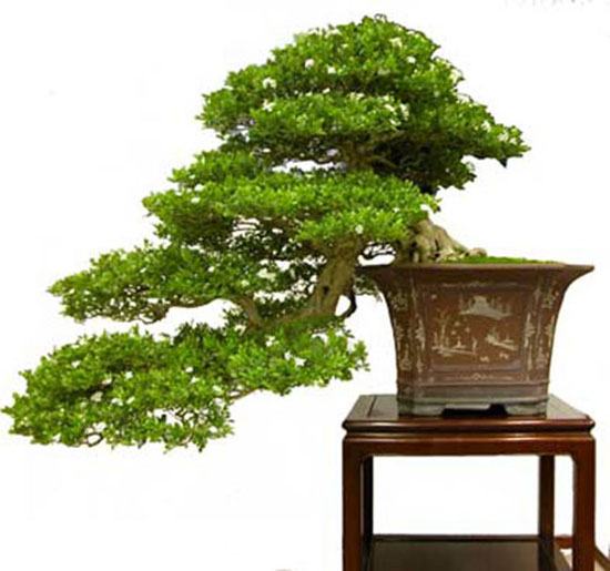 Cây bonsai dáng huyền – Dáng bonsai nghệ thuật được ưa chuộng 4 - kythuatcanhtac.com