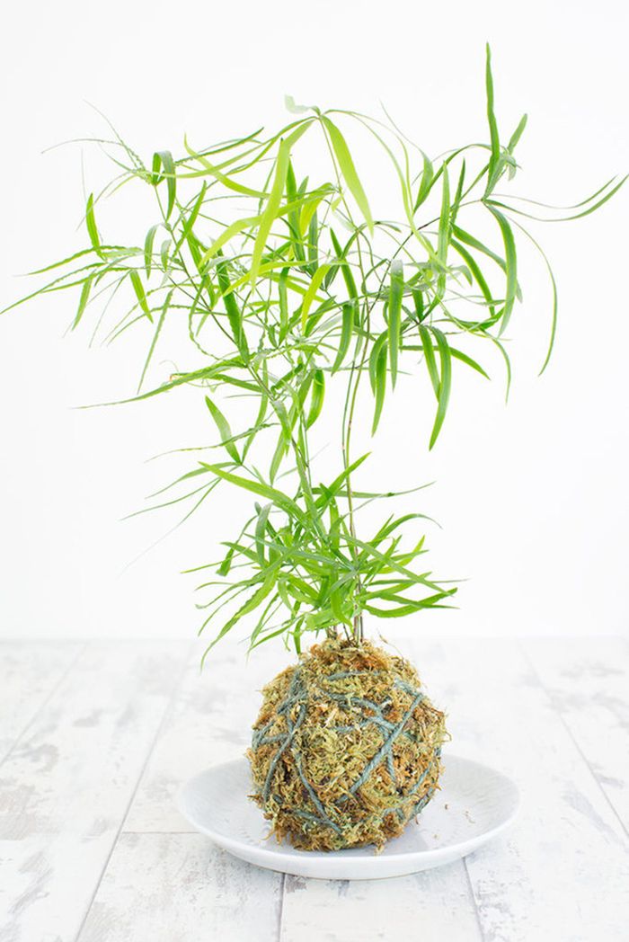 Nghệ thuật trồng cây Kokedama trang trí nhà - kythuatcanhtac.com