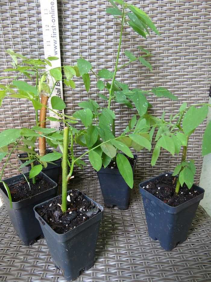 Bí quyết trồng rau ngót chữa mồ hôi trộm táo bón cho bé - kythuatcanhtac.com