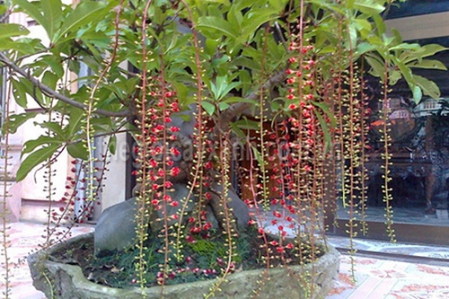 Cây lộc vừng bonsai nở hoa đúng dịp tết - kythuatcanhtac.com
