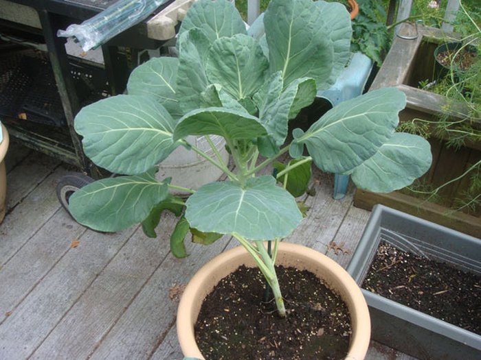 Học cách trồng bắp cải tí hon giàu dinh dưỡng - kythuatcanhtac.com
