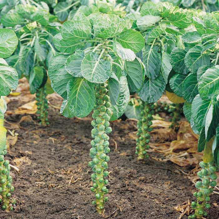 Học cách trồng bắp cải tí hon giàu dinh dưỡng - kythuatcanhtac.com