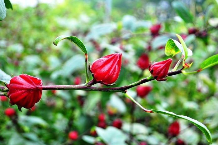 Cách trồng cây atiso đỏ - kythuatcanhtac.com