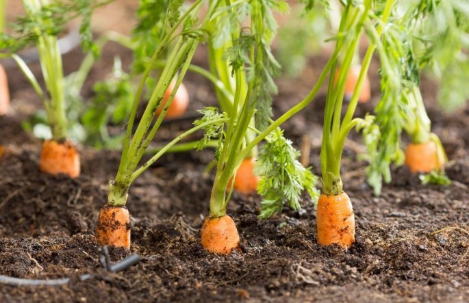 Mê mẩn với cách trồng cà rốt tí hon mini gây sốt - kythuatcanhtac.com