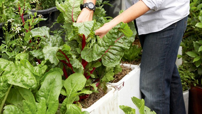 Mẹo hay trồng rau sạch trong thùng xốp cực kỳ hiệu quả - kythuatcanhtac.com
