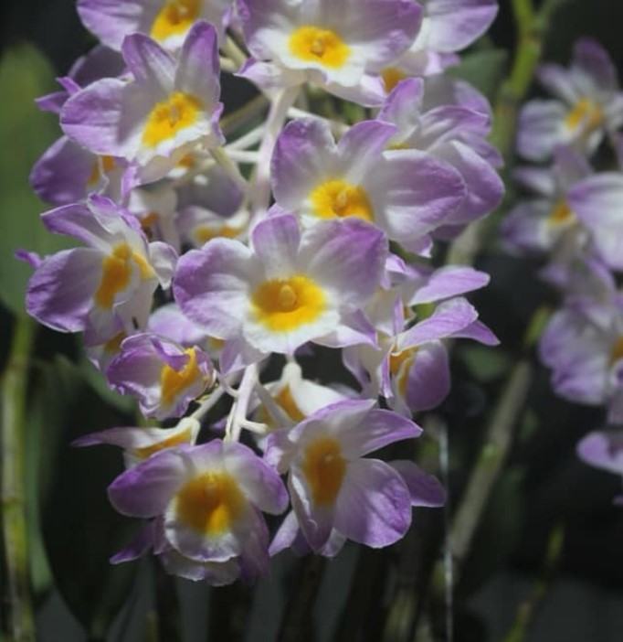 Hoa lan kiều tím - Loài hoa có vẻ đẹp không tỳ vết 32 - kythuatcanhtac.com