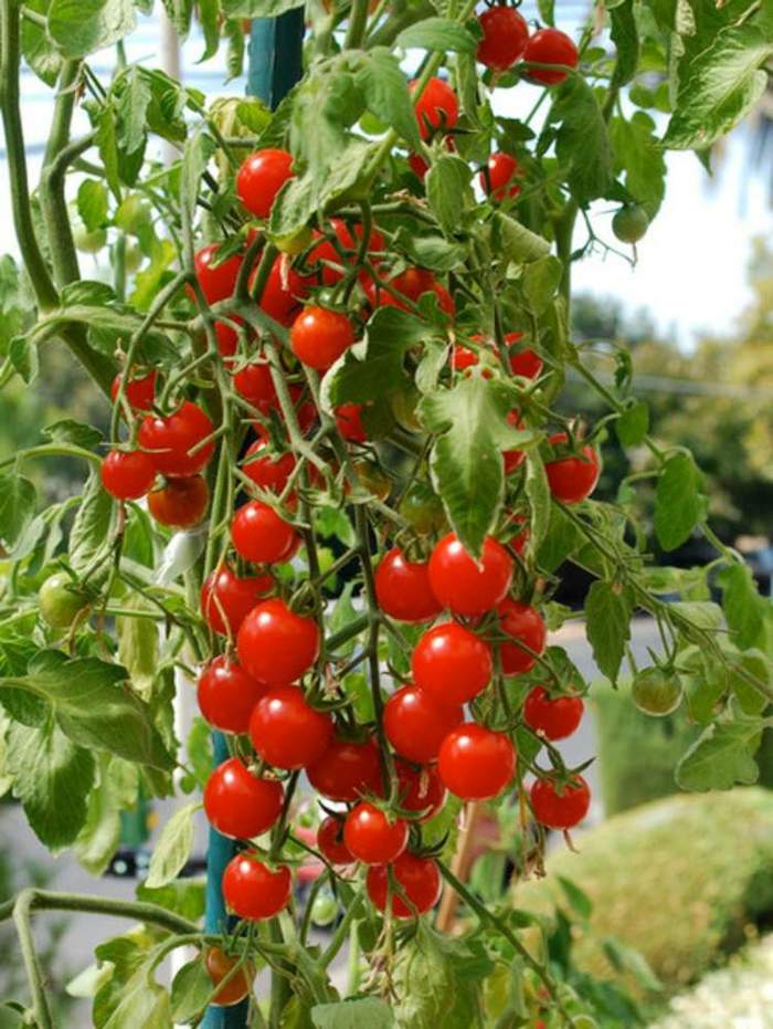 Cách trồng cây cà chua bi tại nhà - kythuatcanhtac.com