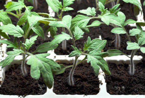 Cách trồng cây cà chua bi tại nhà - kythuatcanhtac.com