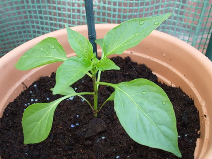 Tự trồng ớt trong chậu ngay tại nhà - kythuatcanhtac.com