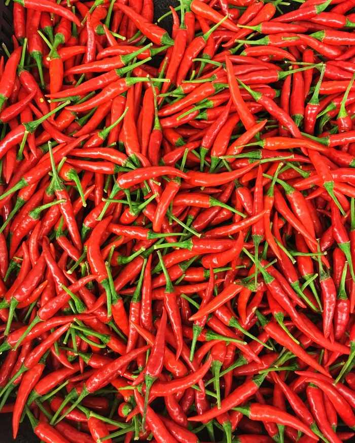 Tự trồng ớt trong chậu ngay tại nhà - kythuatcanhtac.com
