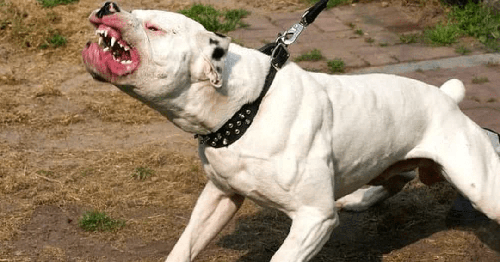 Chó Pitbull - Nguồn gốc, đặc điểm, cách chăm sóc chú chó Pitbull 23 - kythuatcanhtac.com