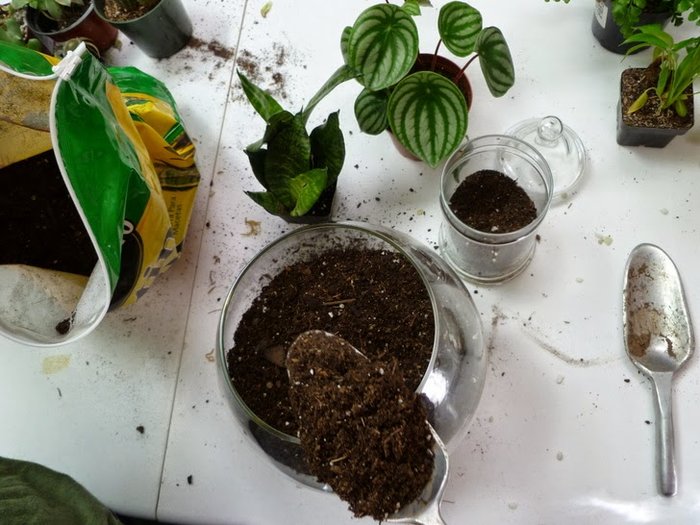 Mẹo trồng cây trong lọ thủy tinh - kythuatcanhtac.com
