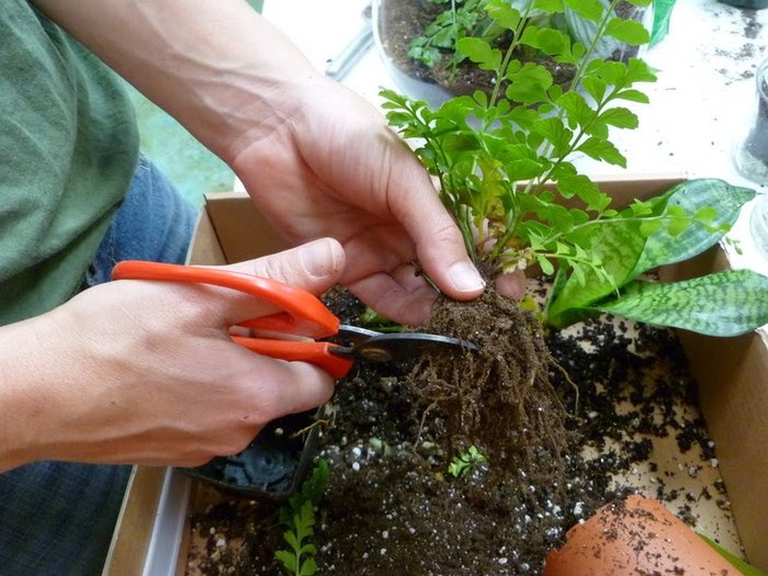 Mẹo trồng cây trong lọ thủy tinh - kythuatcanhtac.com