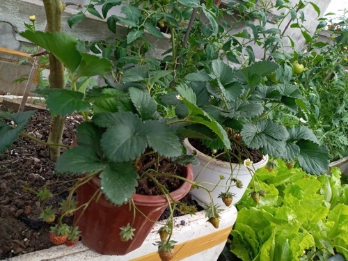 Mẹ Hải Phòng làm ròng rọc tời đất lên sân thượng trồng cà chua, quả kết từng chùm trĩu giàn - 7 - kythuatcanhtac.com