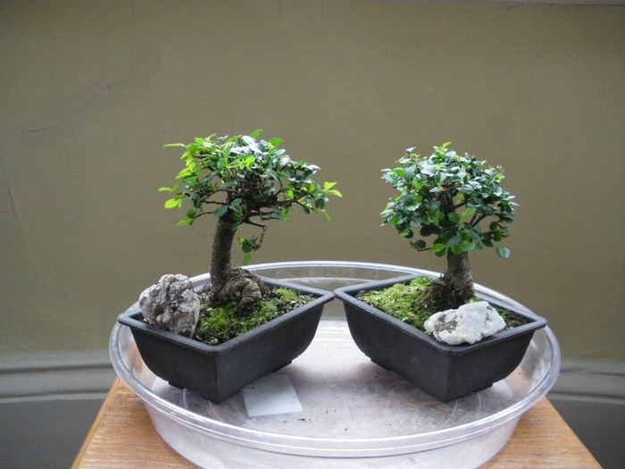 Cách làm bonsai mini