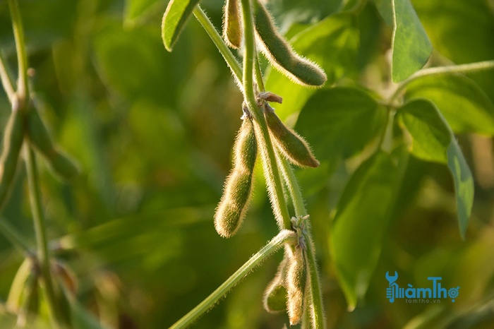 Hướng dẫn cách trồng đậu tương tại nhà - kythuatcanhtac.com