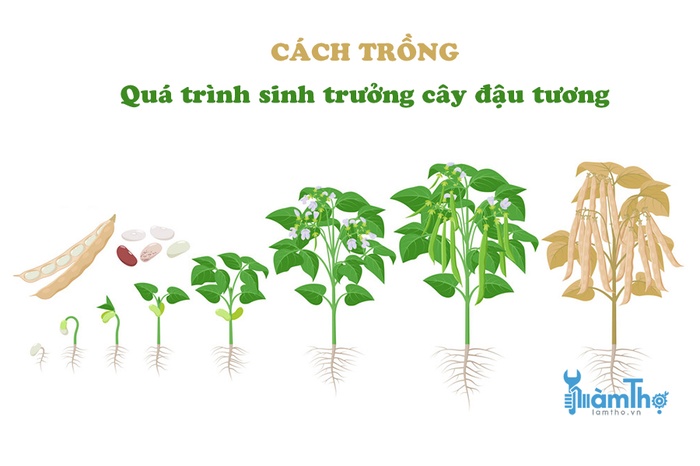 Hướng dẫn cách trồng đậu tương tại nhà - kythuatcanhtac.com