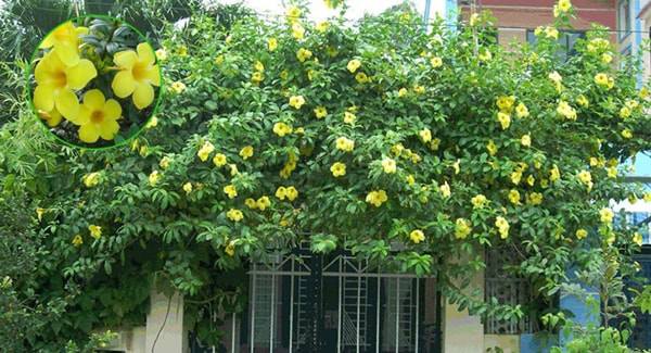 10 loại hoa trồng ban công hô biến ngôi nhà thêm rực rỡ, nhà nào cũng nên có - 5 - kythuatcanhtac.com