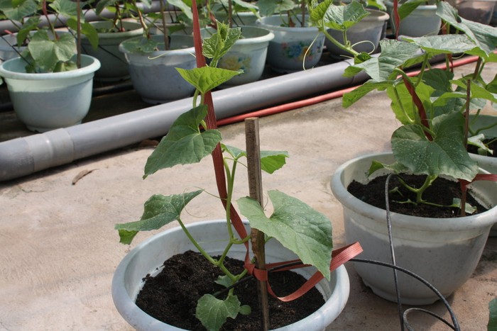Cách trồng cây dưa lê tại nhà - kythuatcanhtac.com