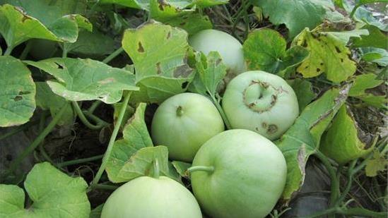 Cách trồng cây dưa lê tại nhà - kythuatcanhtac.com