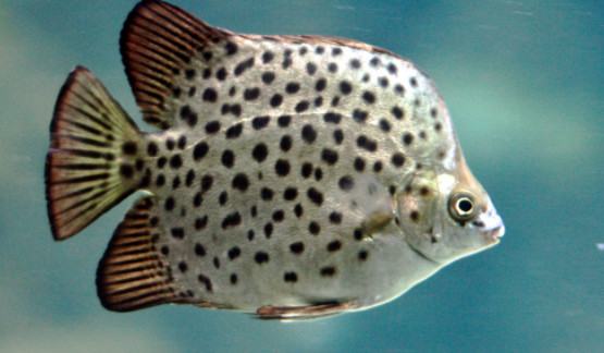 Cá nâu - Đặc điểm sinh thái của cá nâu 5 - kythuatcanhtac.com