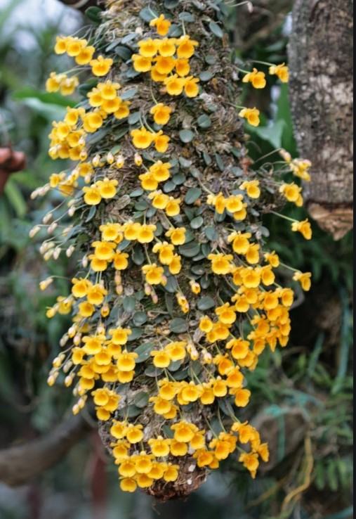Hoa lan vảy rồng - Nguồn gốc, đặc điểm, cách trồng và chăm sóc hoa lan vảy rồng 25 - kythuatcanhtac.com