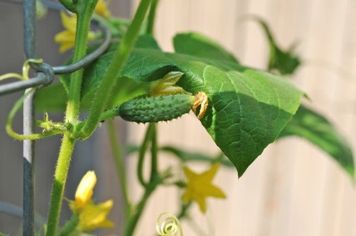 Cách trồng cây dưa chuột tại nhà - kythuatcanhtac.com