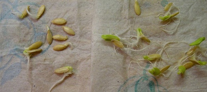 Cách trồng cây dưa chuột tại nhà - kythuatcanhtac.com