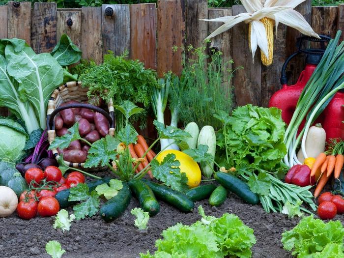 Tự trồng 6 loại rau củ sạch năng suất cao - kythuatcanhtac.com