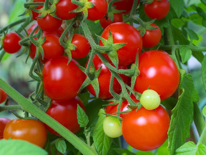 Tự trồng 6 loại rau củ sạch năng suất cao - kythuatcanhtac.com