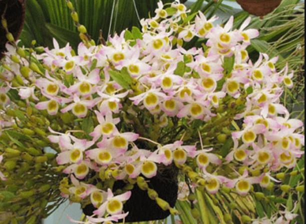 Hoa lan chuỗi ngọc - Loài hoa lan đẹp khiến người nhìn mê mẩn 24 - kythuatcanhtac.com