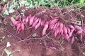 Cách trồng khoai lang lấy củ - kythuatcanhtac.com