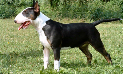 Chó Bull - Những loại chó bull nổi tiếng và được yêu quý nhất hiện nay 15 - kythuatcanhtac.com