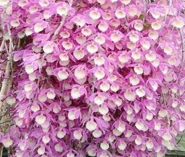 Hoa lan hạc vỹ - Loài hoa nhiều ý nghĩa và mang lại giá trị kinh tế cao 12 - kythuatcanhtac.com