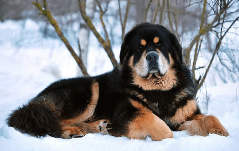Chó Ngao tây tạng - Nguồn gốc, đặc điểm, cách chăm sóc chó Ngao tây tạng 13 - kythuatcanhtac.com