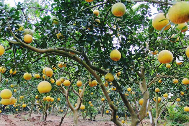 Bưởi diễn - cây ăn quả dễ trồng - kythuatcanhtac.com