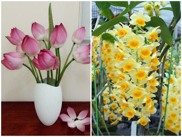 3 tháng cuối năm nhất định phải đặt loại hoa này trong phòng khách, kéo may mắn về gấp đôi - kythuatcanhtac.com