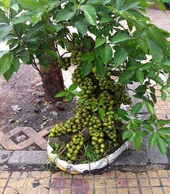 Cây sung cảnh bonsai nhiều quả - kythuatcanhtac.com