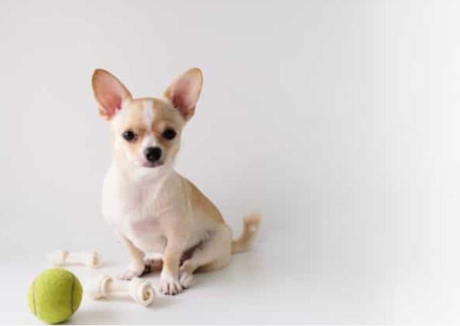 Chó chihuahua - Những thông tin thú vị về chú chó chihuahua có thể bạn chưa biết! 12 - kythuatcanhtac.com